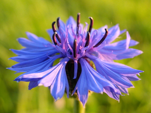 Centaurea cyanus — photo 1