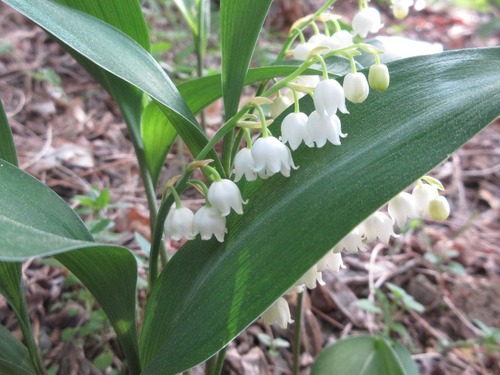 Muguet de Keiske (Convallaria keiskei) — photo 1