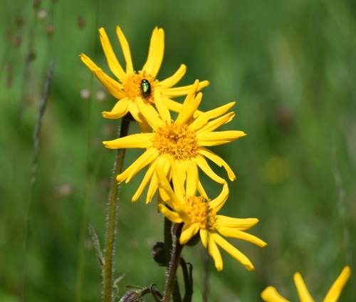 Arnica montana — photo 1