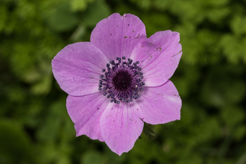 Anemone coronaria — photo 1