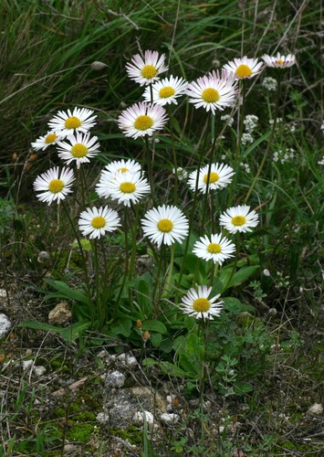 Bellis sylvestris — photo 1