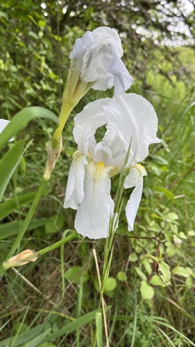 Iris florentina — photo 2