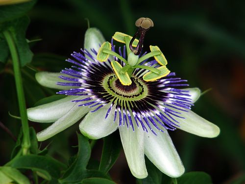Passiflora caerulea — photo 1
