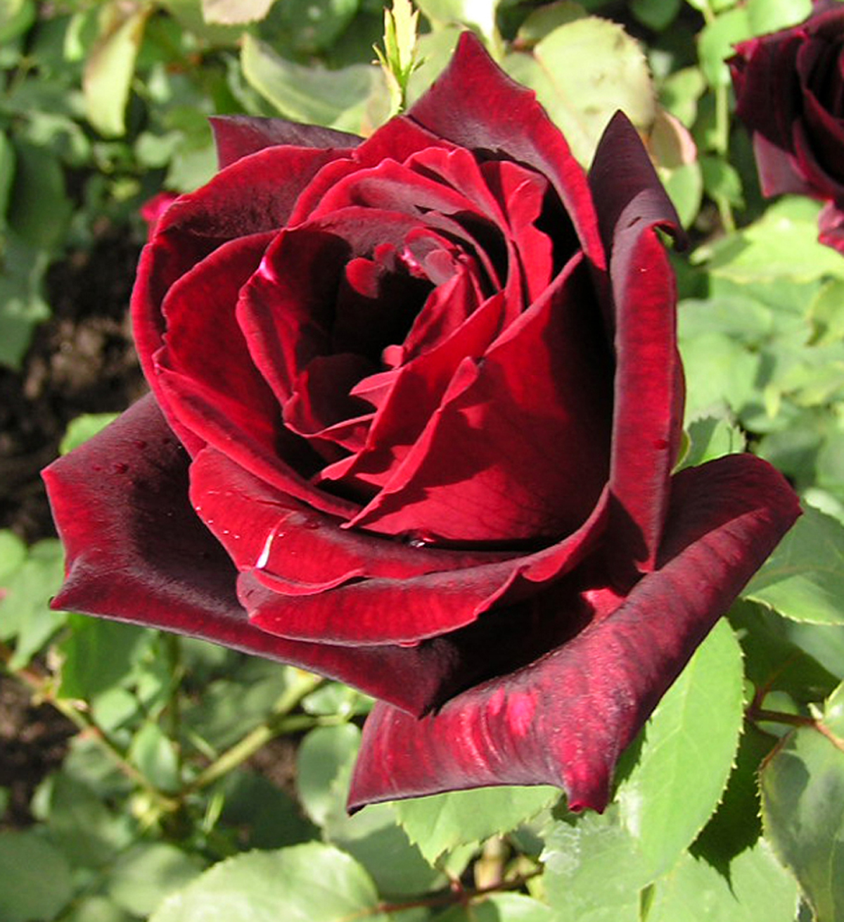 Rose rouge Papa Meilland (Rosa)