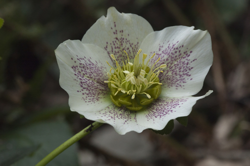 Helleborus — photo 1