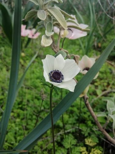 Anemone coronaria — photo 3