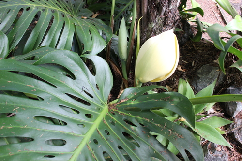Monstera 'Esqueleto' — photo 1