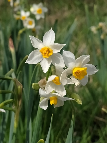 Narcissus tazetta — photo 1
