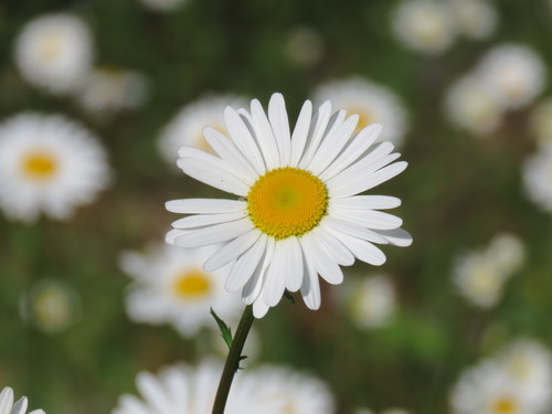 Leucanthemum vulgare — photo 1