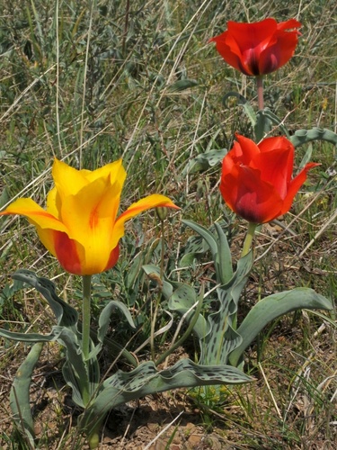 Tulipe de Greig (Tulipa greigii) — photo 1