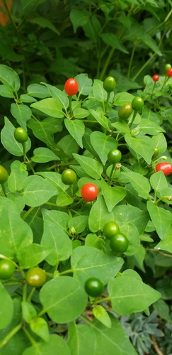 Capsicum annuum — photo 1
