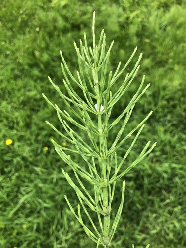 Equisetum arvense — photo 1