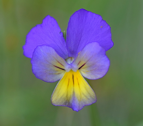 Viola tricolor — photo 2