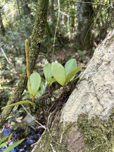 Baby rubber plant (Peperomia obtusifolia): origin and uses — photo 2