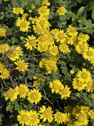 Chrysanthemum indicum — photo 1