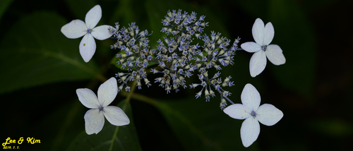 Hydrangea serrata — photo 1