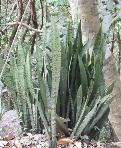 Sansevieria — photo 1