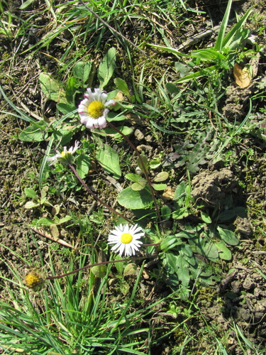 Bellis sylvestris — photo 2