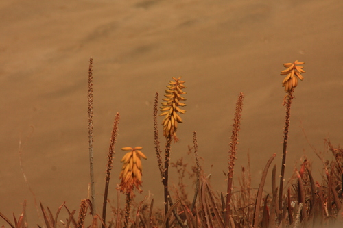 Aloe vera — photo 3