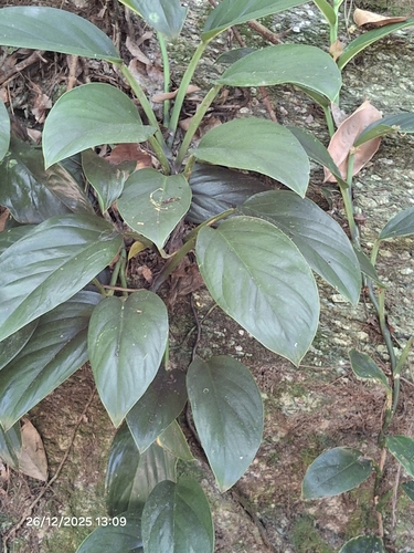 Swiss cheese-plant (Monstera adansonii): origin and uses โ photo 3