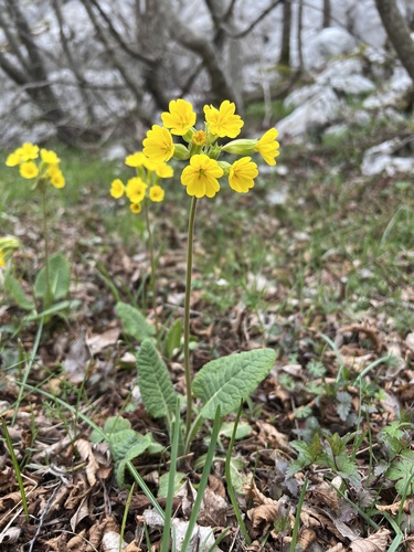 Primula veris — photo 2