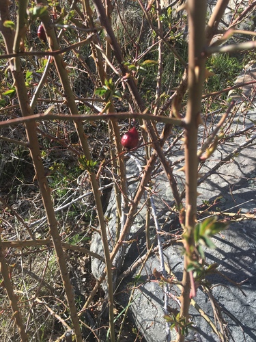 Églantier (Rosa canina) — photo 3