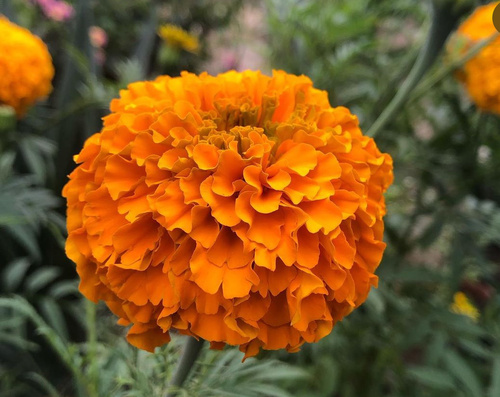 Rose d'Inde (Tagetes erecta) — photo 1