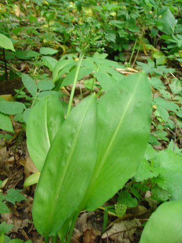 Ail des ours (Allium ursinum) — photo 2