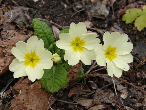 Primula — photo 1