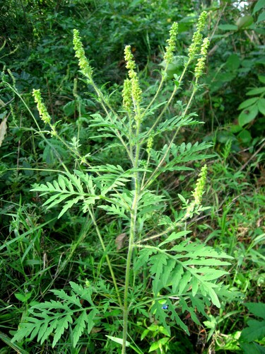 Ambrosia artemisiifolia — photo 1
