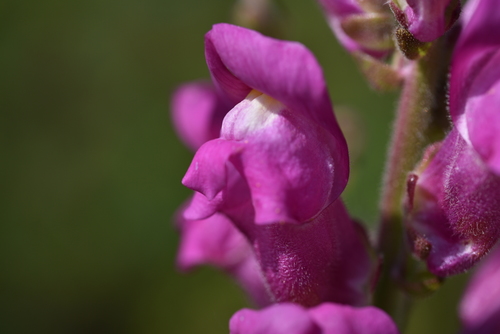 Antirrhinum majus — photo 1