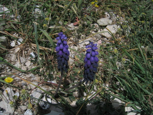Muscari armeniacum — photo 3
