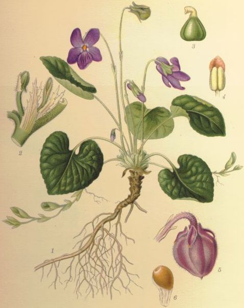 Violette Viola odorata