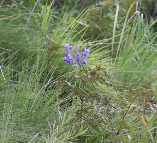 Agapanthus — photo 3
