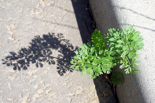 Coriandrum sativum — photo 3