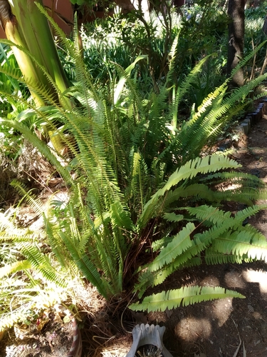 Southern sword fern (Nephrolepis exaltata): origin and uses — photo 3