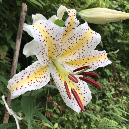 Lys doré du Japon (Lilium auratum) — photo 1