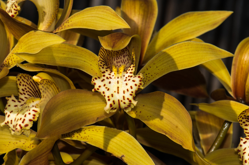 Cymbidium — photo 1