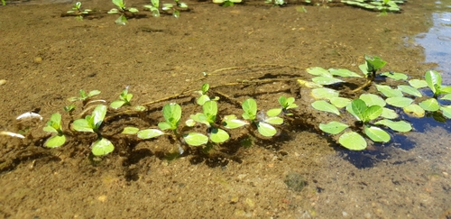 Jussie à grandes fleurs (Ludwigia grandiflora) — photo 3