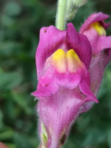 Antirrhinum majus — photo 2