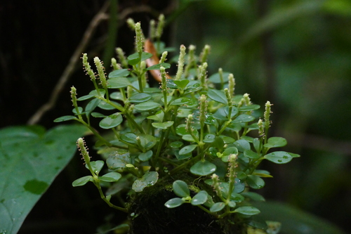 Peperomia — photo 1