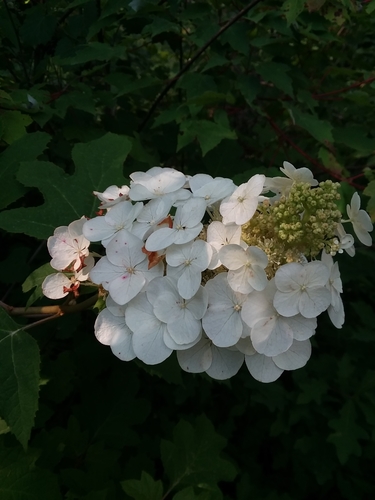 Hydrangea quercifolia — photo 3