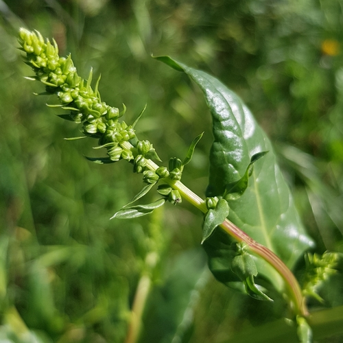 Beta vulgaris — photo 1