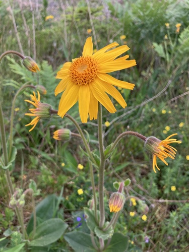 Arnica montana — photo 3
