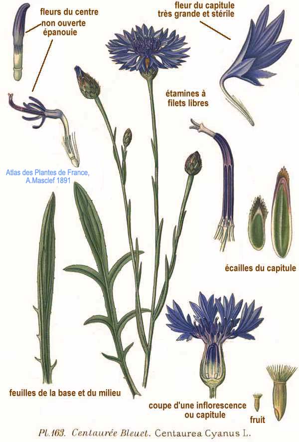 Bleuet Centaurea cyanus