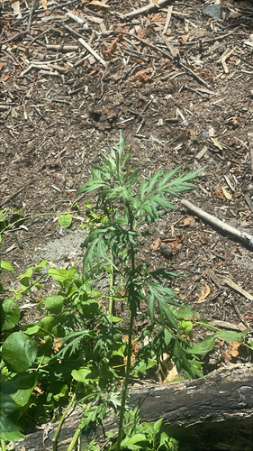 Ambrosia artemisiifolia — photo 3