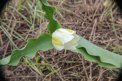Tulipe des jardins (Tulipa gesneriana) — photo 2