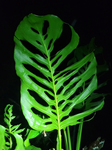 Swiss cheese-plant (Monstera adansonii): origin and uses โ photo 1