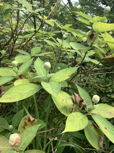 Hortensia à bractées (Hydrangea involucrata) — photo 2