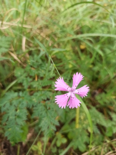 Dianthus chinensis — photo 3
